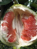 蜜柚