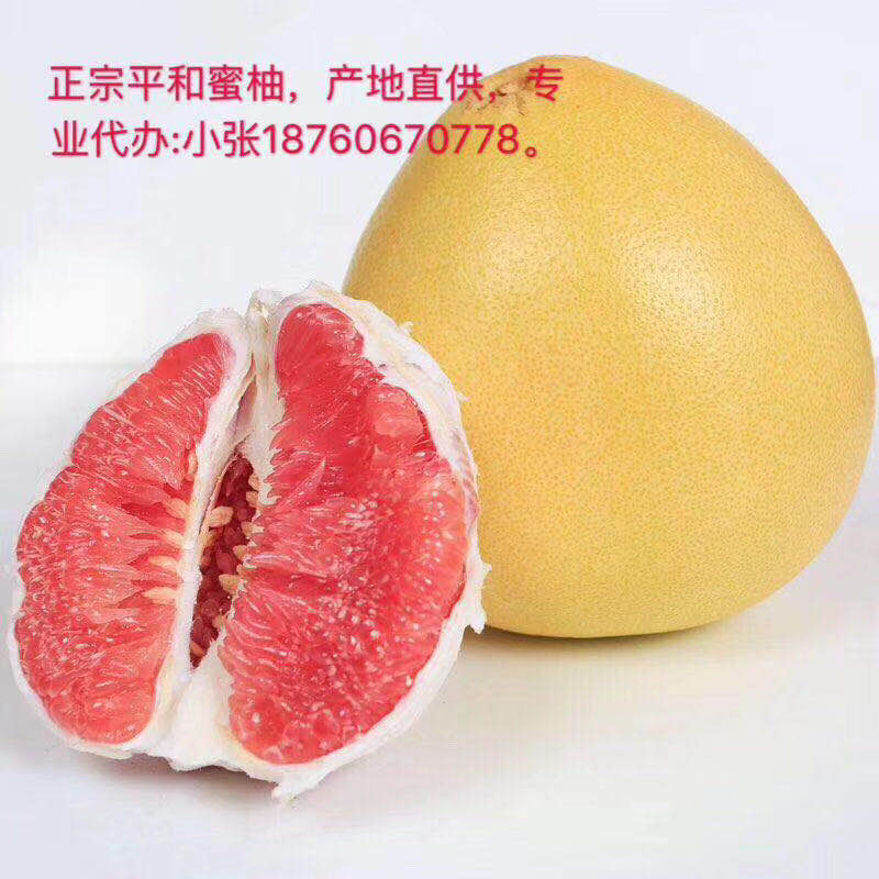 福建蜜柚代办